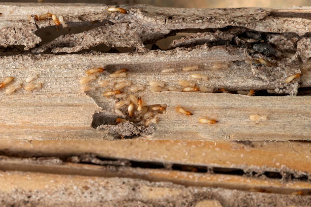 Best Bed Bug Extermination  in Runge, TX