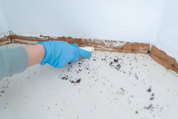 Best Ant Control Services  in Runge, TX
